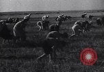 Standbild Die sowjetischen Menschen ernten und Dreschen von Weizen mit Maschinen Ukraine Sowjetunion, 1941, aus Sekunde 34 historischem Filmmaterial Videoclip 65675038615