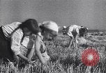 Standbild Die sowjetischen Menschen ernten und Dreschen von Weizen mit Maschinen Ukraine Sowjetunion, 1941, aus Sekunde 36 historischem Filmmaterial Videoclip 65675038615