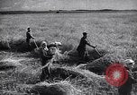 Standbild Die sowjetischen Menschen ernten und Dreschen von Weizen mit Maschinen Ukraine Sowjetunion, 1941, aus Sekunde 43 historischem Filmmaterial Videoclip 65675038615