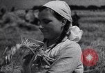 Standbild Die sowjetischen Menschen ernten und Dreschen von Weizen mit Maschinen Ukraine Sowjetunion, 1941, aus Sekunde 50 historischem Filmmaterial Videoclip 65675038615