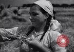Standbild Die sowjetischen Menschen ernten und Dreschen von Weizen mit Maschinen Ukraine Sowjetunion, 1941, aus Sekunde 51 historischem Filmmaterial Videoclip 65675038615