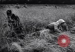 Standbild Die sowjetischen Menschen ernten und Dreschen von Weizen mit Maschinen Ukraine Sowjetunion, 1941, aus Sekunde 54 historischem Filmmaterial Videoclip 65675038615