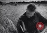 Standbild Die sowjetischen Menschen ernten und Dreschen von Weizen mit Maschinen Ukraine Sowjetunion, 1941, aus Sekunde 56 historischem Filmmaterial Videoclip 65675038615