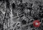 Image of American soldiers Oahu Hawaii USA, 1945, second 1 stock footage video 65675038645
