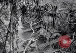 Image of American soldiers Oahu Hawaii USA, 1945, second 3 stock footage video 65675038645