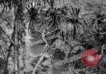 Image of American soldiers Oahu Hawaii USA, 1945, second 4 stock footage video 65675038645