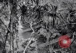Image of American soldiers Oahu Hawaii USA, 1945, second 5 stock footage video 65675038645