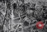Image of American soldiers Oahu Hawaii USA, 1945, second 6 stock footage video 65675038645
