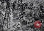 Image of American soldiers Oahu Hawaii USA, 1945, second 8 stock footage video 65675038645