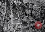 Image of American soldiers Oahu Hawaii USA, 1945, second 13 stock footage video 65675038645