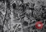 Image of American soldiers Oahu Hawaii USA, 1945, second 17 stock footage video 65675038645