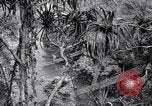 Image of American soldiers Oahu Hawaii USA, 1945, second 18 stock footage video 65675038645