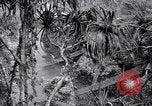 Image of American soldiers Oahu Hawaii USA, 1945, second 19 stock footage video 65675038645