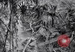 Image of American soldiers Oahu Hawaii USA, 1945, second 21 stock footage video 65675038645