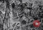 Image of American soldiers Oahu Hawaii USA, 1945, second 23 stock footage video 65675038645