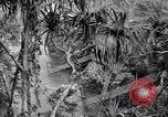 Image of American soldiers Oahu Hawaii USA, 1945, second 27 stock footage video 65675038645