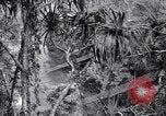 Image of American soldiers Oahu Hawaii USA, 1945, second 30 stock footage video 65675038645