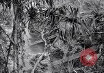 Image of American soldiers Oahu Hawaii USA, 1945, second 31 stock footage video 65675038645