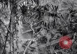 Image of American soldiers Oahu Hawaii USA, 1945, second 32 stock footage video 65675038645