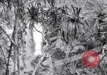 Image of American soldiers Oahu Hawaii USA, 1945, second 33 stock footage video 65675038645