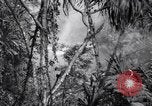 Image of American soldiers Oahu Hawaii USA, 1945, second 39 stock footage video 65675038645