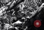 Image of American soldiers Oahu Hawaii USA, 1945, second 28 stock footage video 65675038647