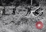 Image Jungle Warfare Training Canungra Australie, 1943, de la seconde 10 séquences d'archives historiques vidéo 65675038651