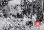 Image Jungle Warfare Training Canungra Australie, 1943, de la seconde 39 séquences d'archives historiques vidéo 65675038651