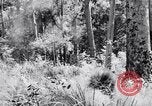 Image Jungle Warfare Training Canungra Australie, 1943, de la seconde 40 séquences d'archives historiques vidéo 65675038651