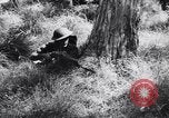 Image Jungle Warfare Training Canungra Australie, 1943, de la seconde 43 séquences d'archives historiques vidéo 65675038651