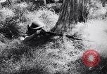 Image Jungle Warfare Training Canungra Australie, 1943, de la seconde 45 séquences d'archives historiques vidéo 65675038651