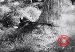 Image Jungle Warfare Training Canungra Australie, 1943, de la seconde 47 séquences d'archives historiques vidéo 65675038651