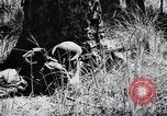Image Jungle Warfare Training Canungra Australie, 1943, de la seconde 52 séquences d'archives historiques vidéo 65675038651