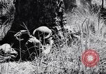 Image Jungle Warfare Training Canungra Australie, 1943, de la seconde 54 séquences d'archives historiques vidéo 65675038651