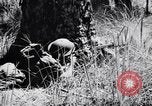 Image Jungle Warfare Training Canungra Australie, 1943, de la seconde 55 séquences d'archives historiques vidéo 65675038651