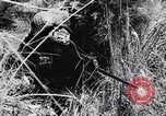 Image Jungle Warfare Training Canungra Australie, 1943, de la seconde 56 séquences d'archives historiques vidéo 65675038651