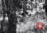 Image Jungle Warfare Training Canungra Australie, 1943, de la seconde 59 séquences d'archives historiques vidéo 65675038651