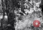 Image Jungle Warfare Training Canungra Australie, 1943, de la seconde 60 séquences d'archives historiques vidéo 65675038651