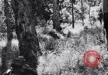 Image Jungle Warfare Training Canungra Australie, 1943, de la seconde 61 séquences d'archives historiques vidéo 65675038651