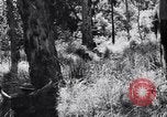 Image Jungle Warfare Training Canungra Australie, 1943, de la seconde 62 séquences d'archives historiques vidéo 65675038651