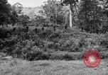Image Jungle Warfare Training Canungra Australie, 1943, de la seconde 1 séquences d'archives historiques vidéo 65675038652