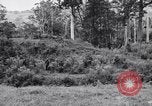 Image Jungle Warfare Training Canungra Australie, 1943, de la seconde 10 séquences d'archives historiques vidéo 65675038652