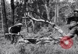 Image Jungle Warfare Training Canungra Australie, 1943, de la seconde 48 séquences d'archives historiques vidéo 65675038652