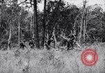 Image Jungle Warfare Training Canungra Australie, 1943, de la seconde 49 séquences d'archives historiques vidéo 65675038652