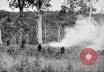 Image Jungle Warfare Training Canungra Australie, 1943, de la seconde 57 séquences d'archives historiques vidéo 65675038652
