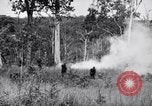 Image Jungle Warfare Training Canungra Australie, 1943, de la seconde 58 séquences d'archives historiques vidéo 65675038652