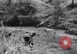 Image Jungle Warfare Training Canungra Australie, 1943, de la seconde 61 séquences d'archives historiques vidéo 65675038652
