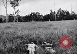 Immagine di Addestramento di Guerra nella Giungla Canungra Australia, 1943, secondo 8 filmato di repertorio 65675038653