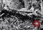 Immagine di Addestramento di Guerra nella Giungla Canungra Australia, 1943, secondo 32 filmato di repertorio 65675038653