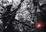 Standbild Jungle warfare Training Canungra Australien, 1943, aus Sekunde 24 historischem Filmmaterial Videoclip 65675038654